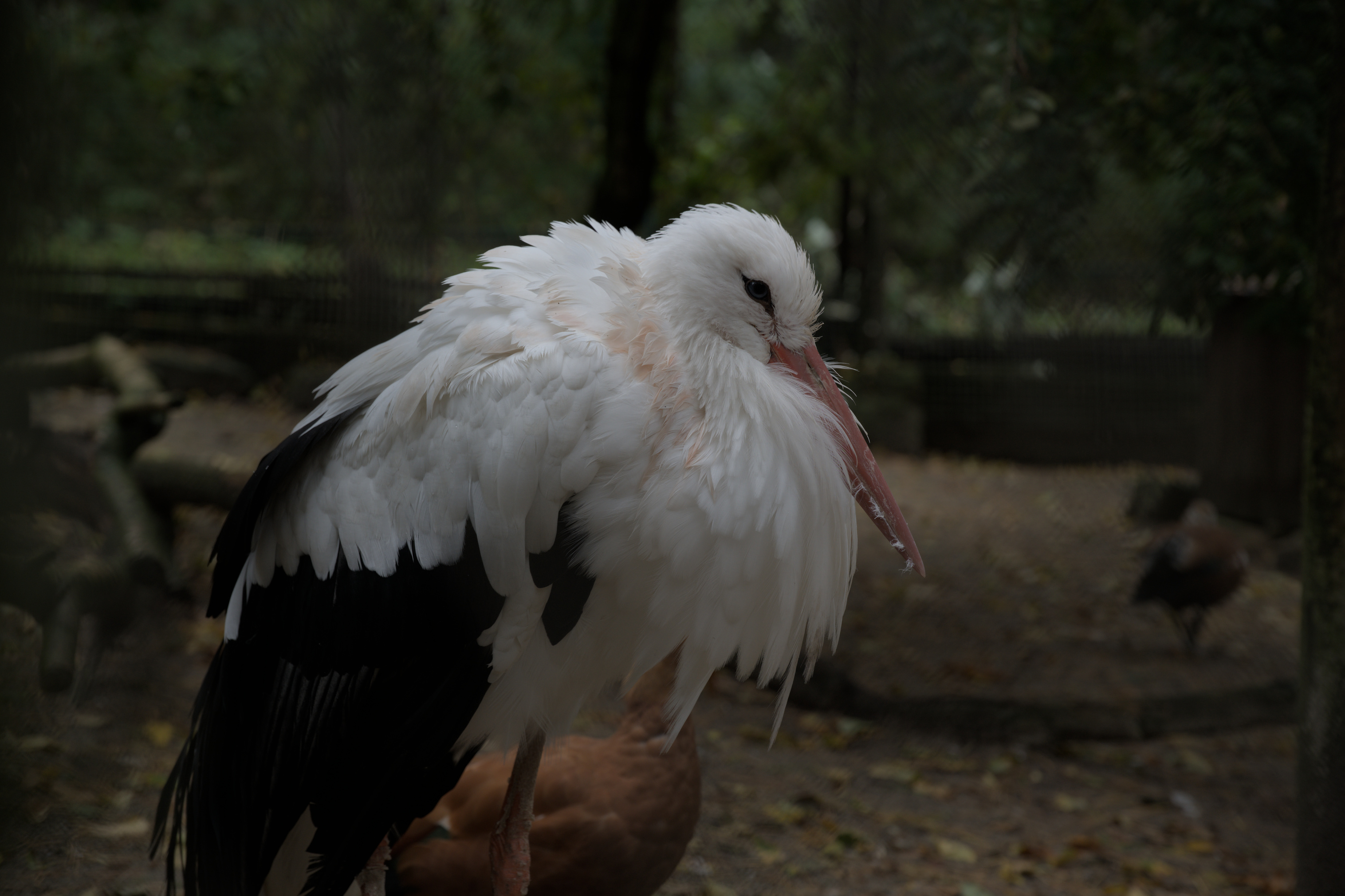 2025/10/12 - zoo/DSC_0092.jpg